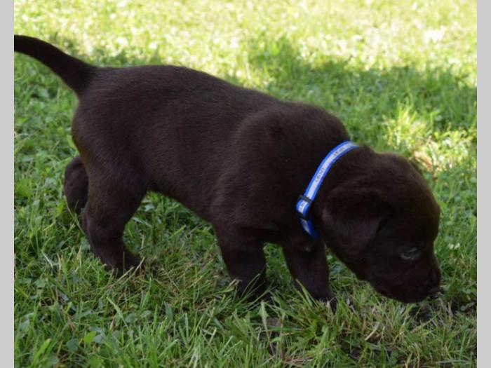 prelepi štenci čokoladnog labradora besplatni mali oglasi