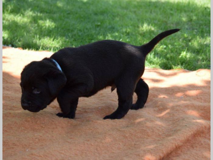 prelepi štenci čokoladnog labradora besplatni mali oglasi
