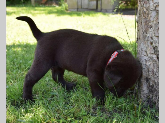 prelepi štenci čokoladnog labradora besplatni mali oglasi