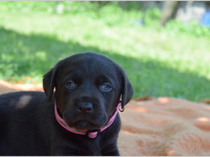 prelepi štenci čokoladnog labradora besplatni mali oglasi