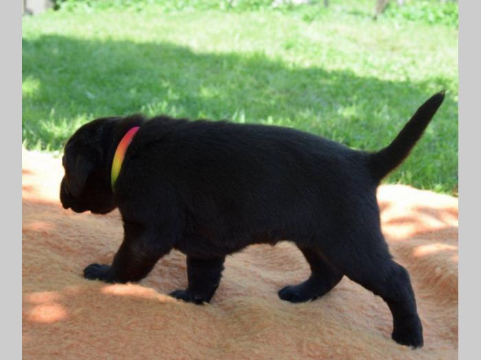 prelepi štenci čokoladnog labradora besplatni mali oglasi