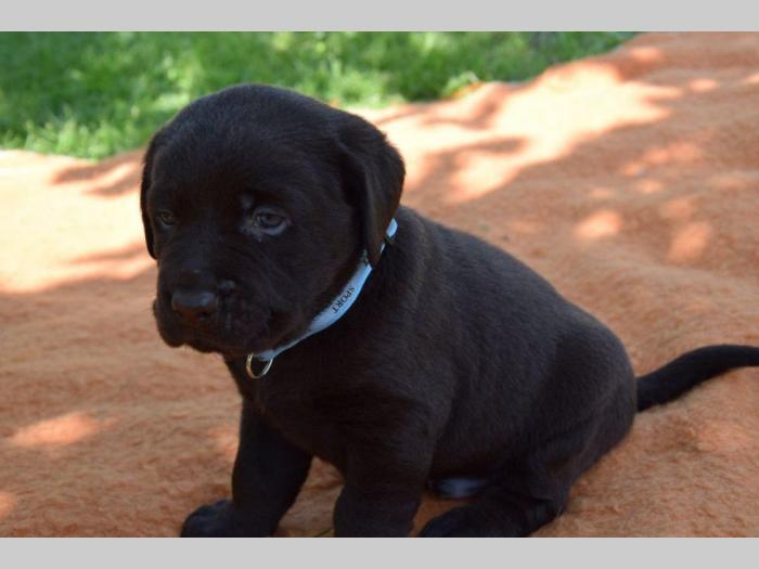 prelepi štenci čokoladnog labradora besplatni mali oglasi