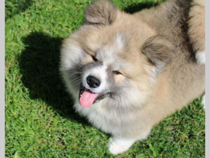 akita inu muško štene besplatni mali oglasi