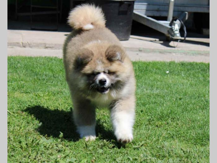 akita inu muško štene besplatni mali oglasi