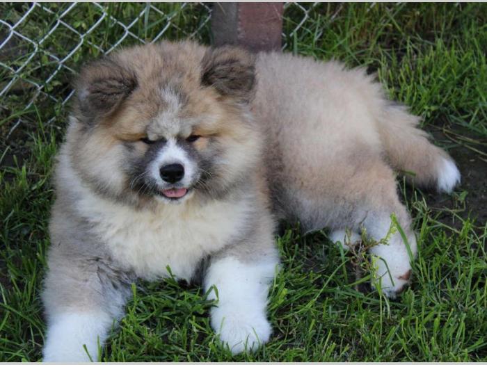 akita inu muško štene besplatni mali oglasi