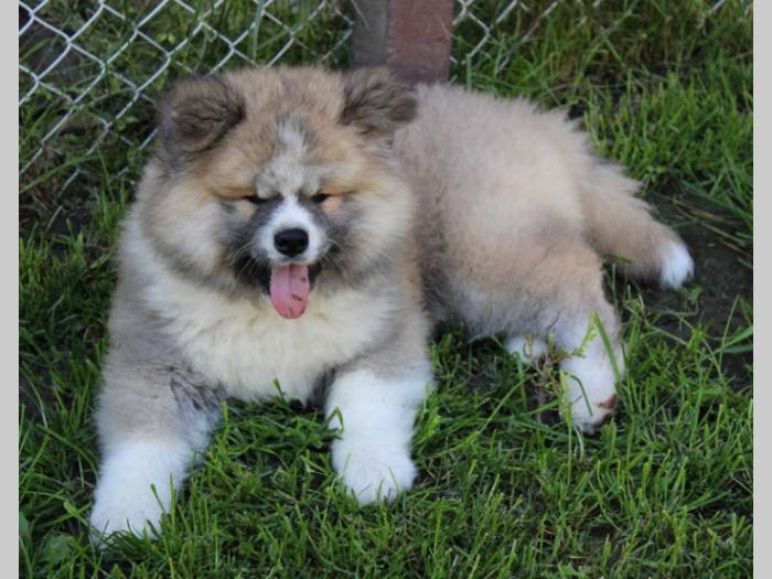 akita inu muško štene besplatni mali oglasi