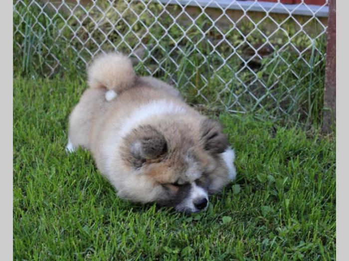 akita inu muško štene besplatni mali oglasi