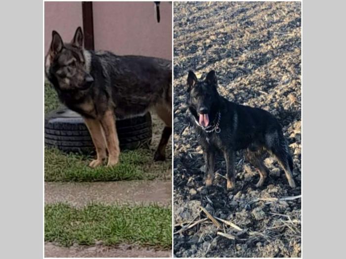 nemački ovčar štenci besplatni mali oglasi