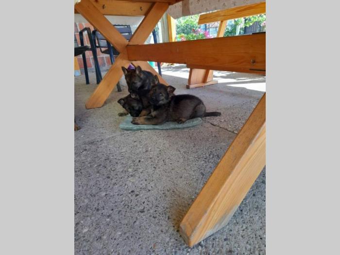 nemački ovčar štenci besplatni mali oglasi
