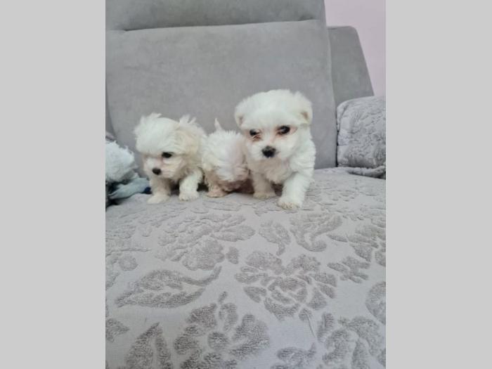 mini maltezer prelepi štenci besplatni mali oglasi