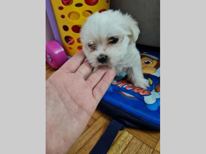 mini maltezer prelepi štenci besplatni mali oglasi