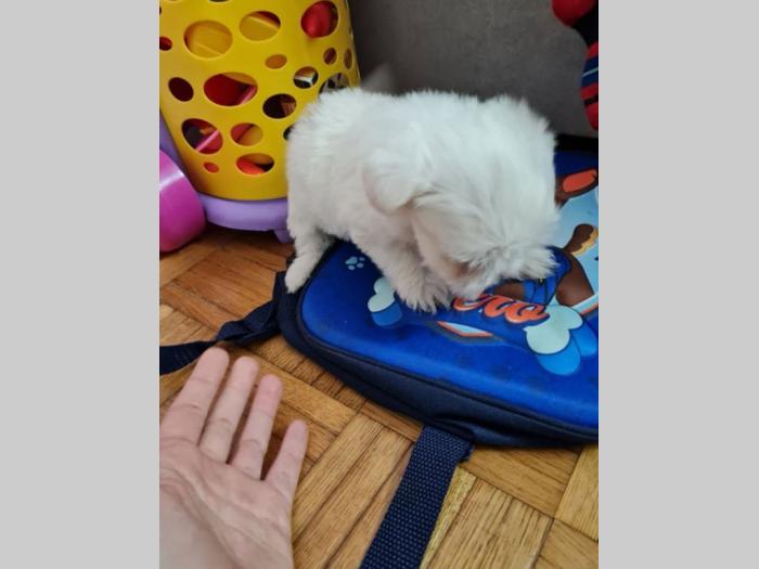 mini maltezer prelepi štenci besplatni mali oglasi