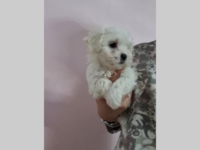 mini maltezer prelepi štenci besplatni mali oglasi