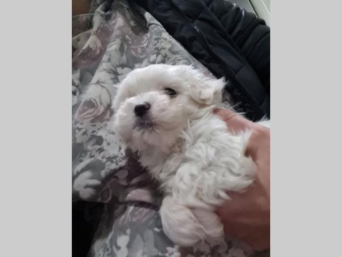 mini maltezer prelepi štenci besplatni mali oglasi