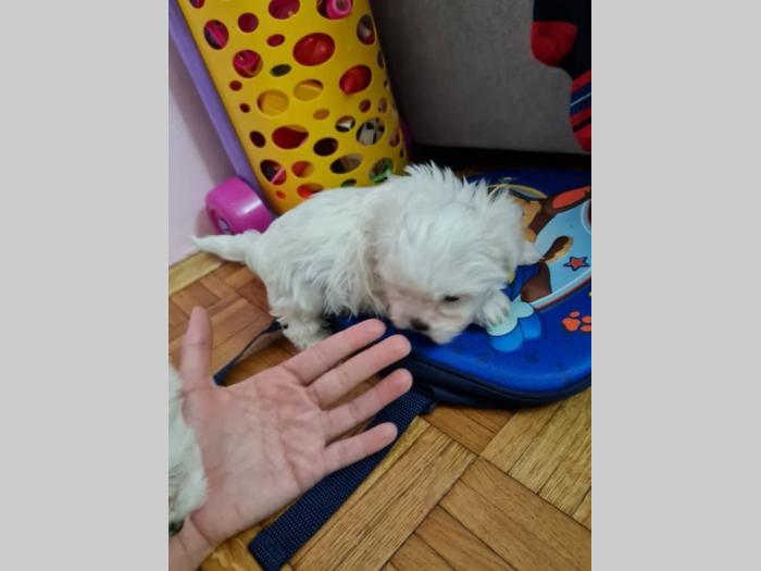 mini maltezer prelepi štenci besplatni mali oglasi
