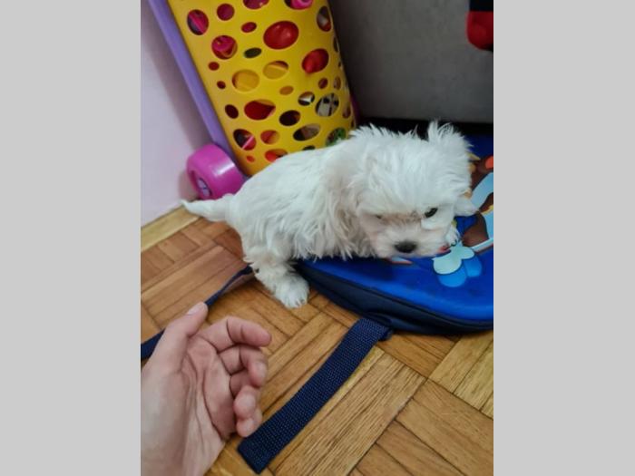 mini maltezer prelepi štenci besplatni mali oglasi