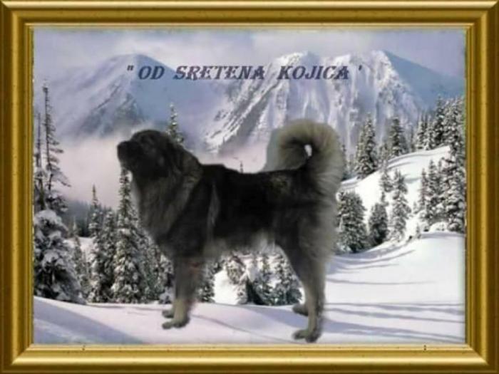 šarplaninac, štenci i odrasli psi besplatni mali oglasi