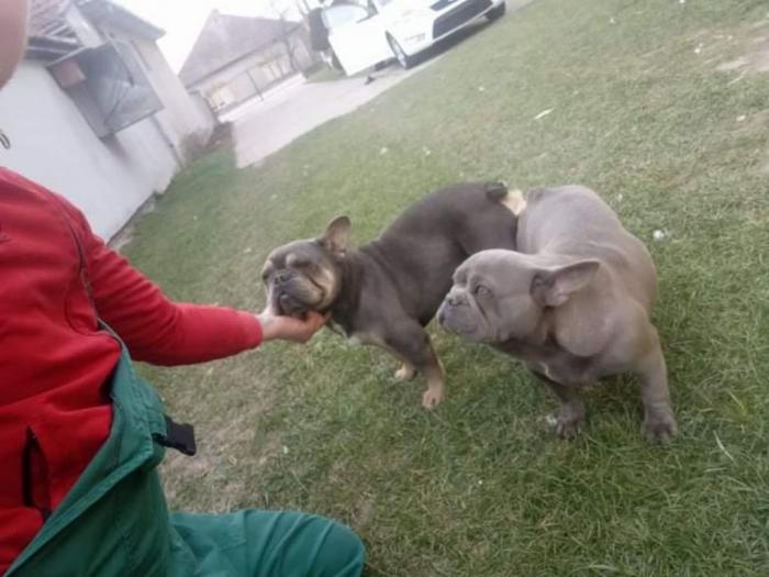 francuski buldog rezervacija štenaca besplatni mali oglasi