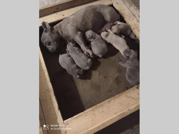 francuski buldog rezervacija štenaca besplatni mali oglasi