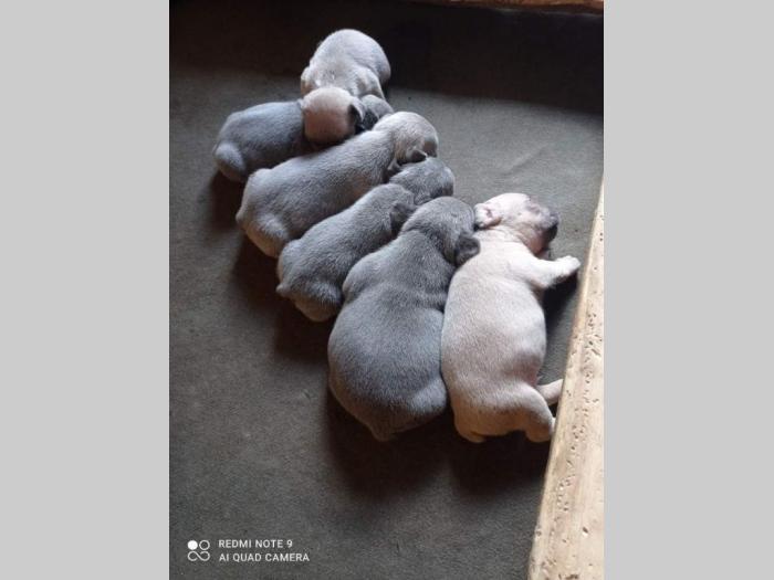 francuski buldog rezervacija štenaca besplatni mali oglasi