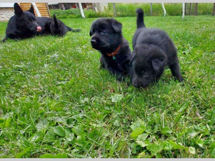 vrhunski štenci crnog nemačkog ovčara besplatni mali oglasi