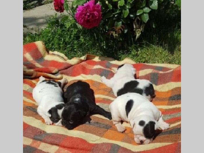 francuski buldog štenci besplatni mali oglasi