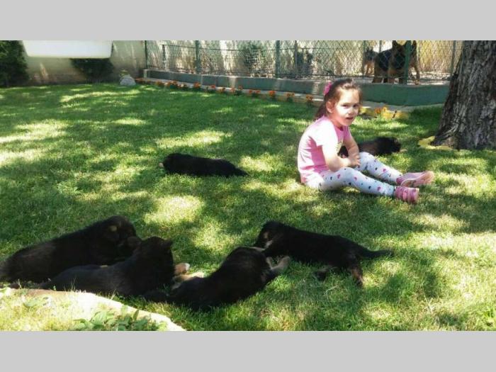 nemački ovčar štenci besplatni mali oglasi