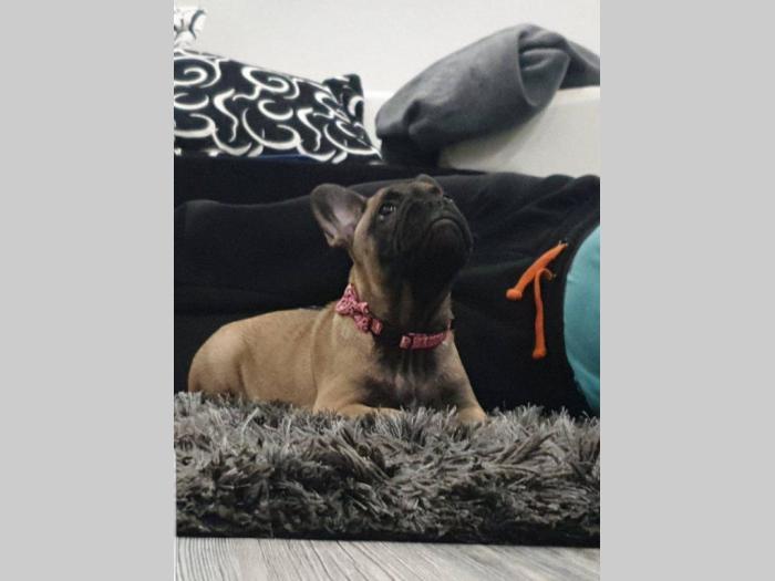 francuski buldog štenci besplatni mali oglasi