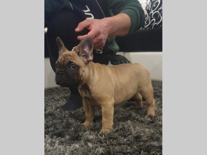 francuski buldog štenci besplatni mali oglasi