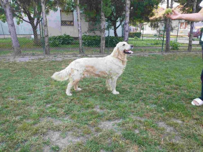 labrador retriver ženka starosti 2 godine besplatni mali oglasi