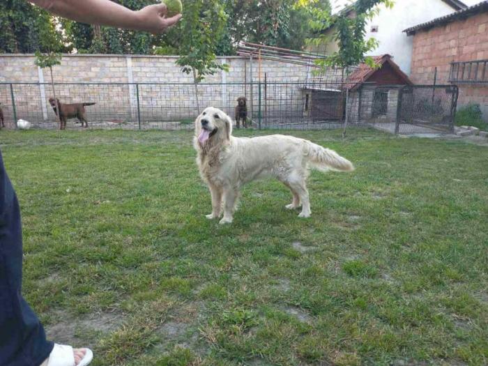 labrador retriver ženka starosti 2 godine besplatni mali oglasi