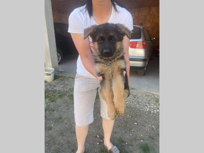 nemački ovčar štenci besplatni mali oglasi