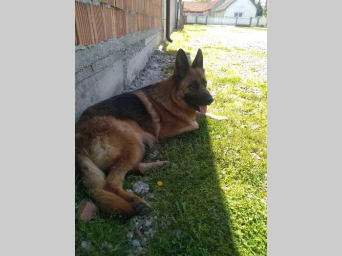 nemački ovčar štenci besplatni mali oglasi
