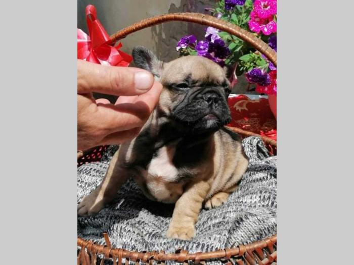 francuski buldog štenci odličnog porekla besplatni mali oglasi
