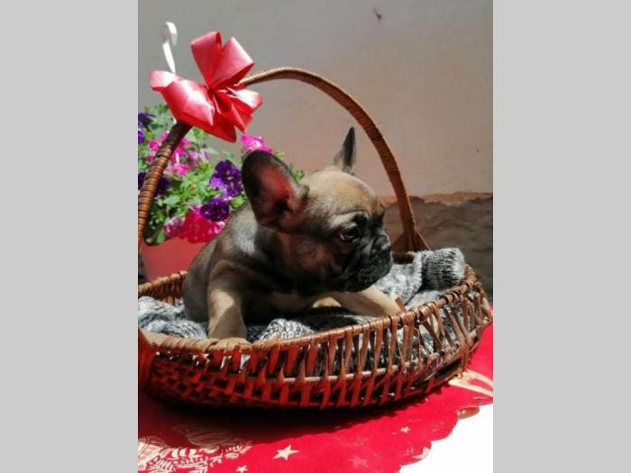 francuski buldog štenci odličnog porekla besplatni mali oglasi