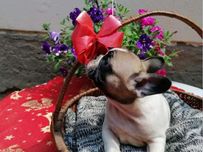 francuski buldog štenci odličnog porekla besplatni mali oglasi