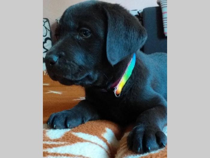 čokoladni labradori šampionski štenci besplatni mali oglasi