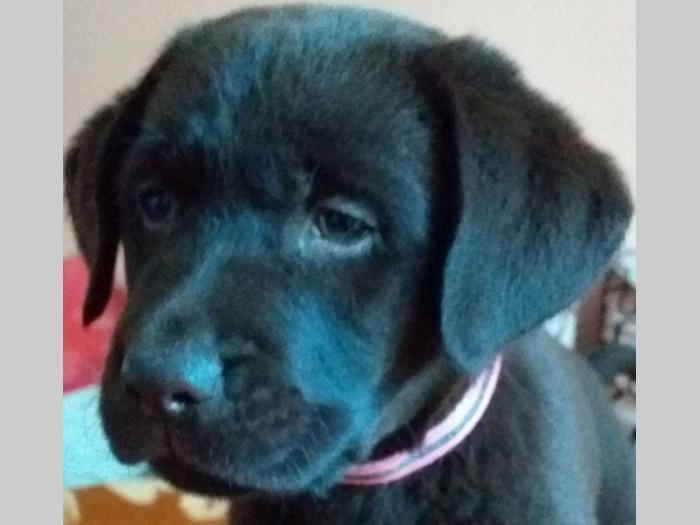 čokoladni labradori šampionski štenci besplatni mali oglasi