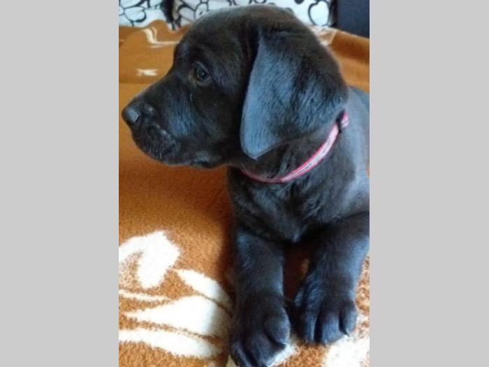 čokoladni labradori šampionski štenci besplatni mali oglasi