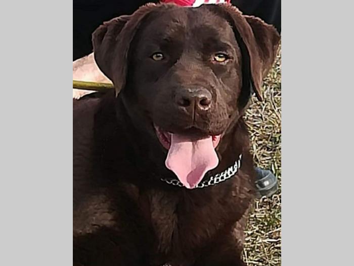 čokoladni labradori šampionski štenci besplatni mali oglasi