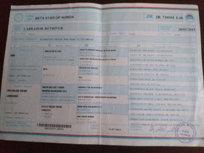 čokoladni labradori šampionski štenci besplatni mali oglasi