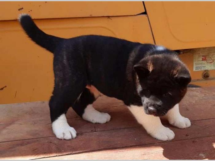 američka akita štenci besplatni mali oglasi