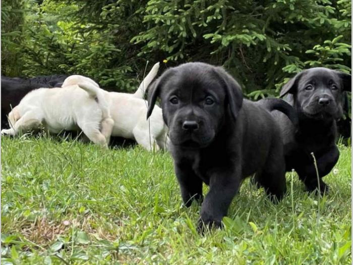 labrador štenci sa rodovnikom besplatni mali oglasi