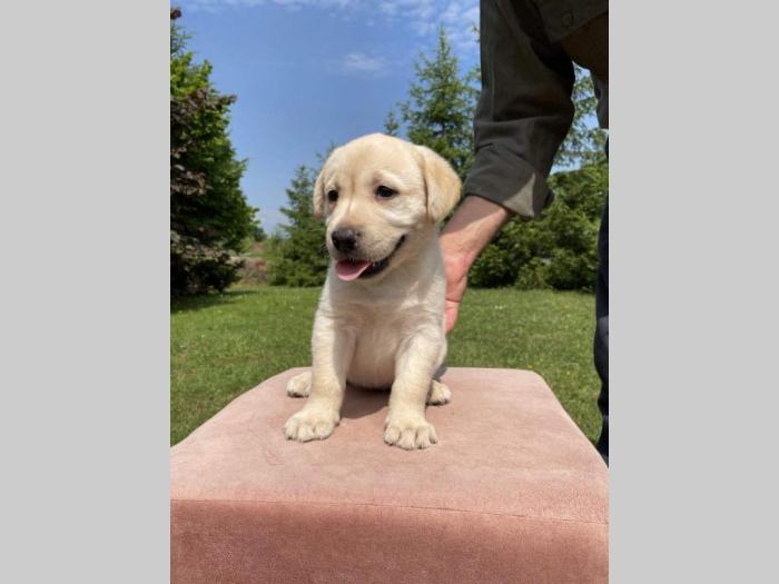 labrador štenci sa rodovnikom besplatni mali oglasi