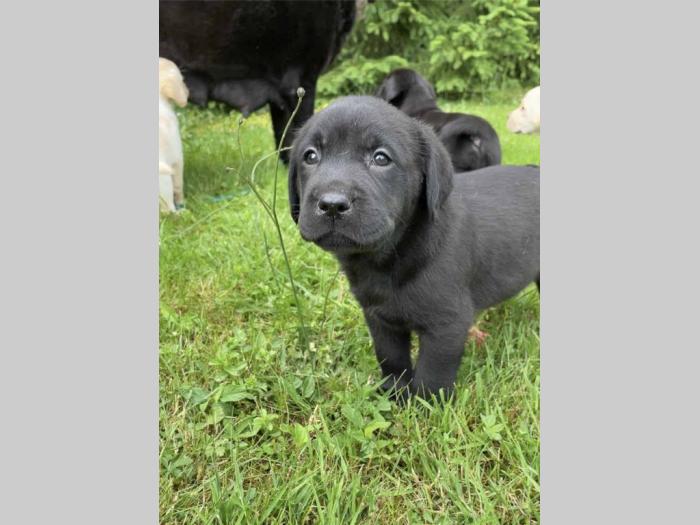 labrador štenci sa rodovnikom besplatni mali oglasi