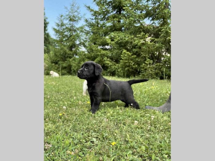 labrador štenci sa rodovnikom besplatni mali oglasi