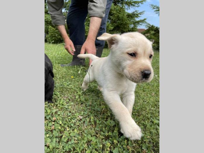 labrador štenci sa rodovnikom besplatni mali oglasi