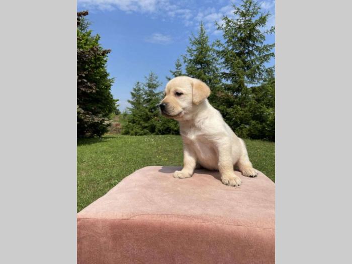labrador štenci sa rodovnikom besplatni mali oglasi