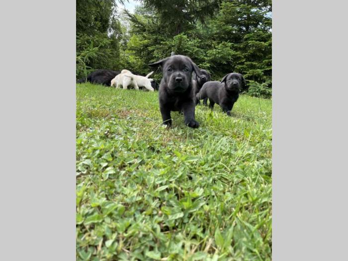 labrador štenci sa rodovnikom besplatni mali oglasi