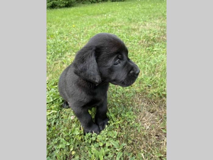 labrador štenci sa rodovnikom besplatni mali oglasi